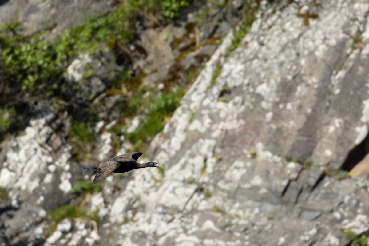 Cormoran à face rouge - ML647733284