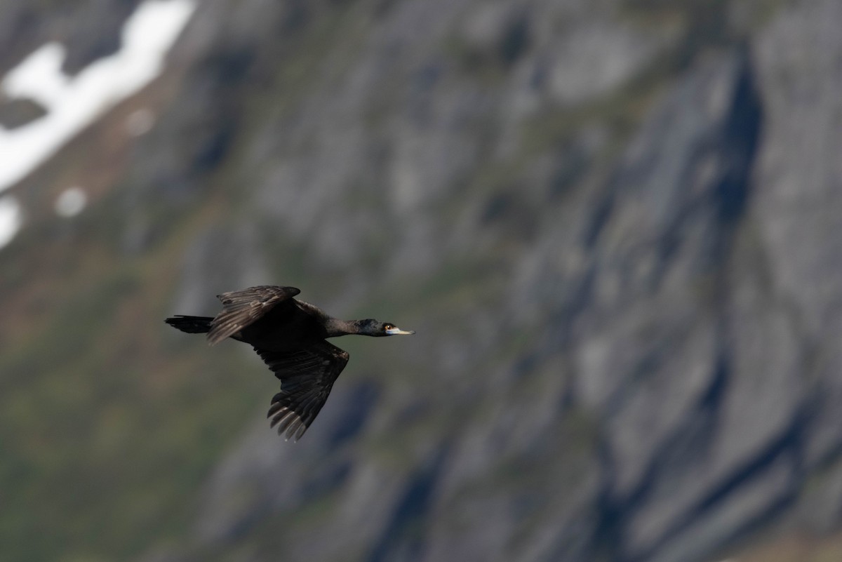 Cormoran à face rouge - ML647733285