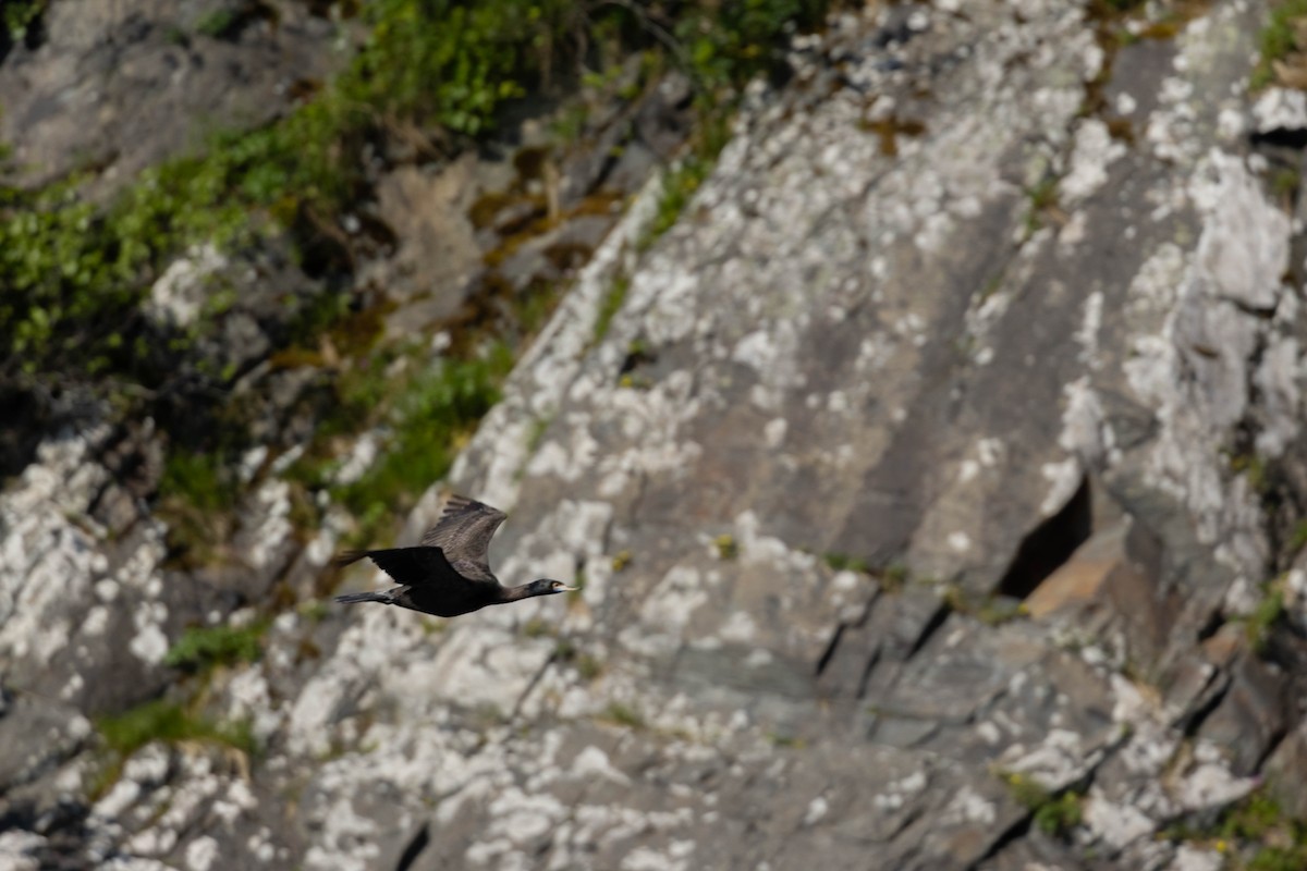 Cormoran à face rouge - ML647733286