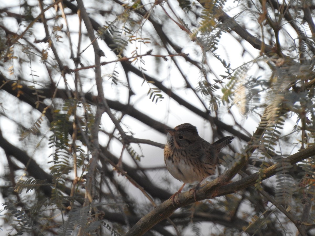 Lincoln's Sparrow - ML647733295