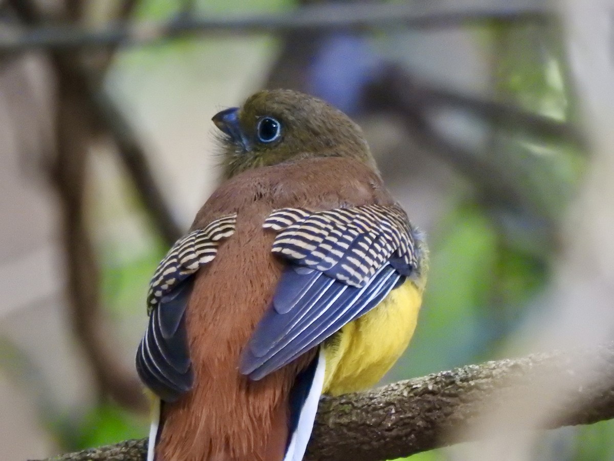 olivenhodetrogon - ML647733308