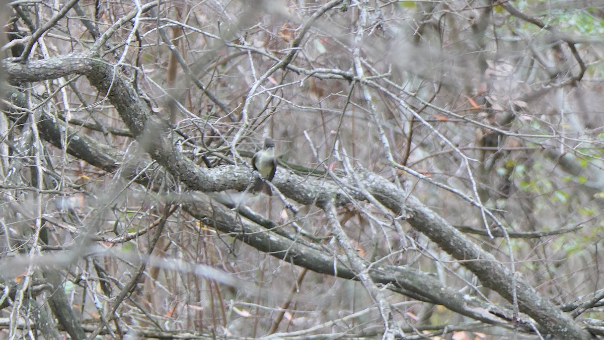 Eastern Phoebe - ML647733331