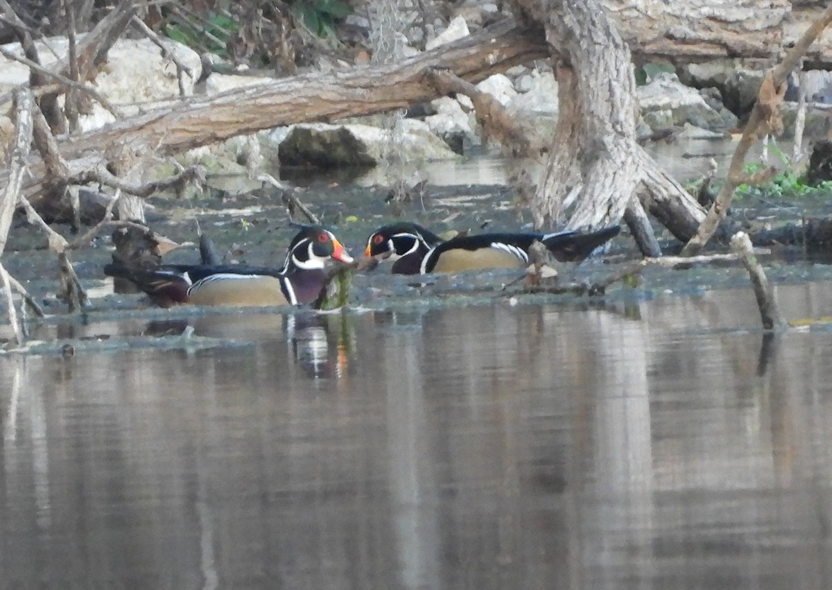 Ahate karolinarra - ML647733337