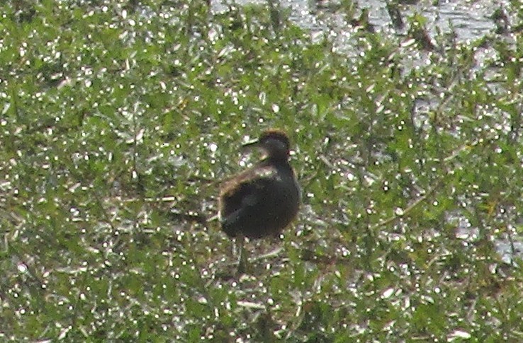 Jacana à longue queue - ML647733339