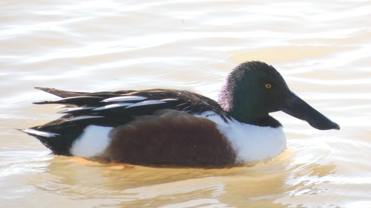 skjeand - ML647733354