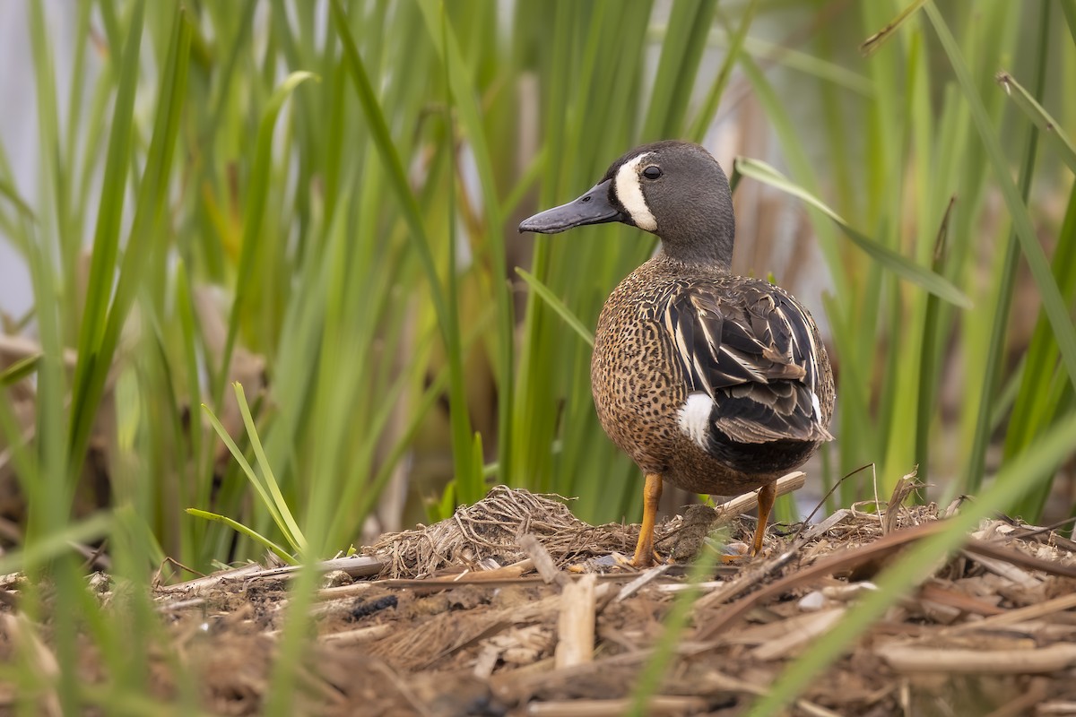 Blue-winged Teal - ML647733376