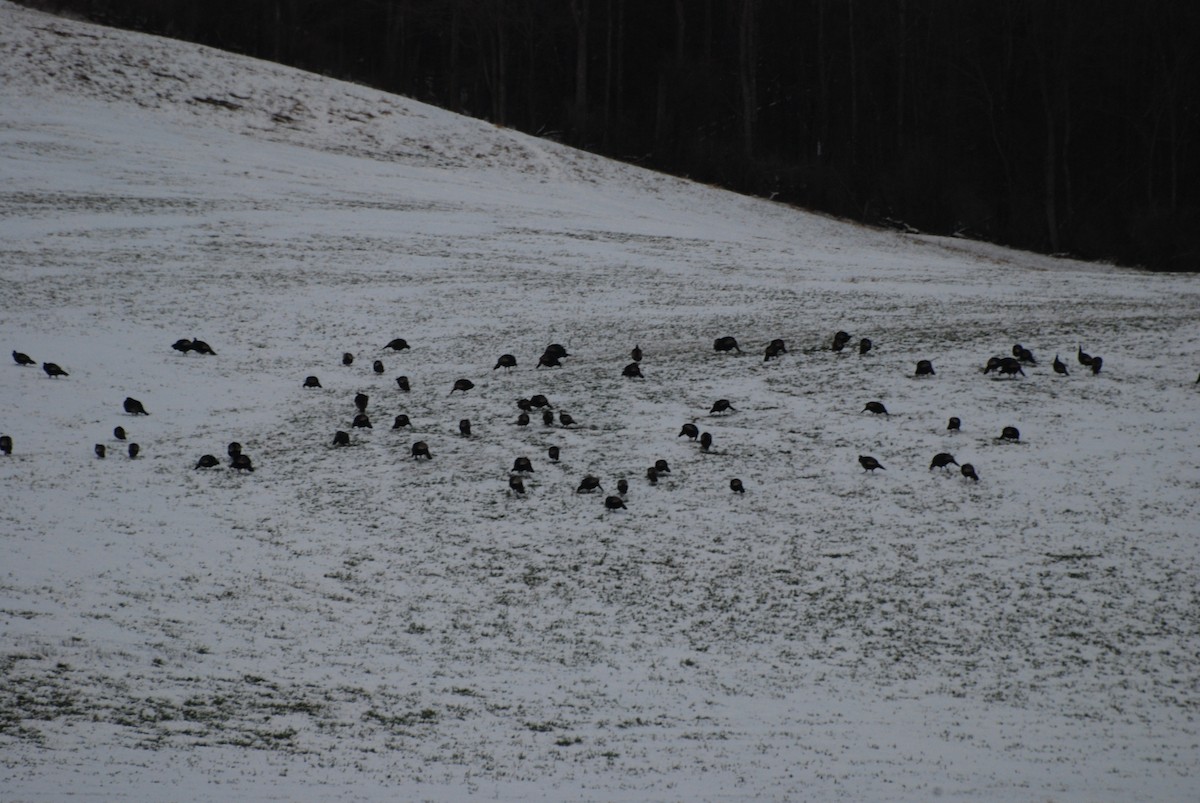 Wild Turkey - ML647733379