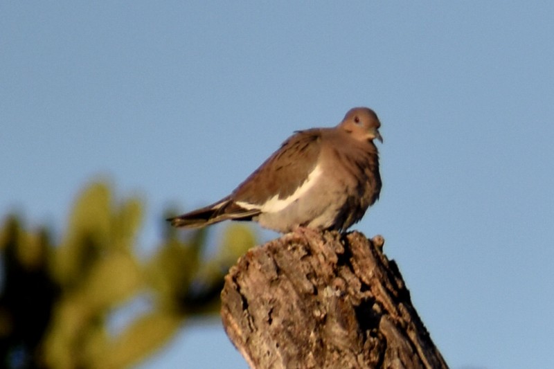 White-winged Dove - ML647733383