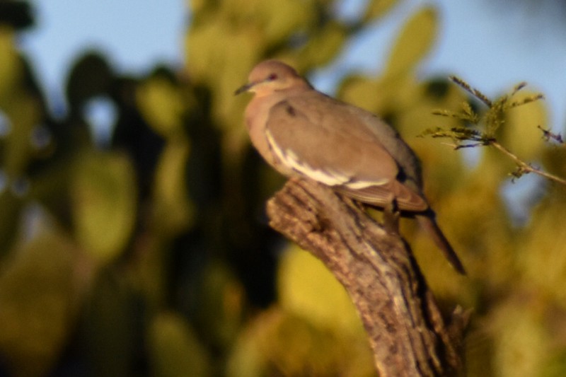 White-winged Dove - ML647733384
