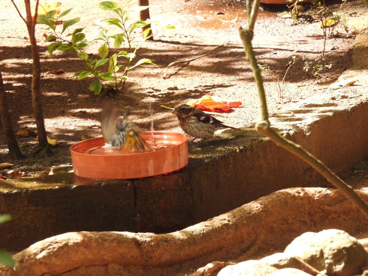 Rose-breasted Grosbeak - ML647733385