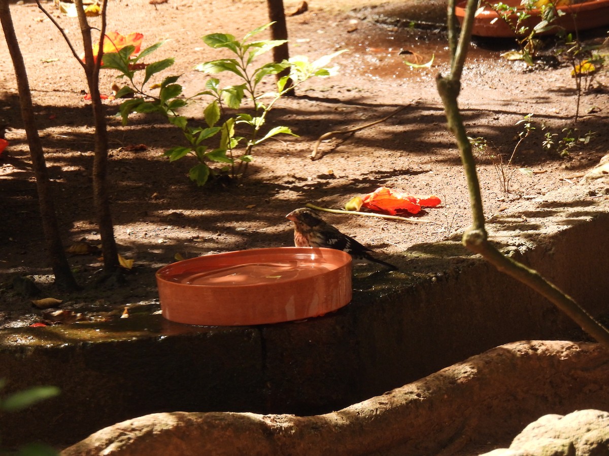 Rose-breasted Grosbeak - ML647733386