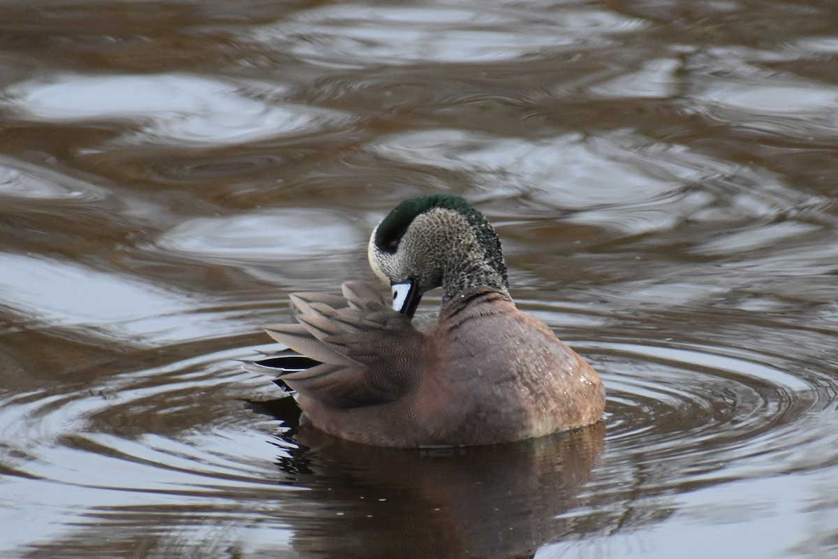 American Wigeon - ML647733387