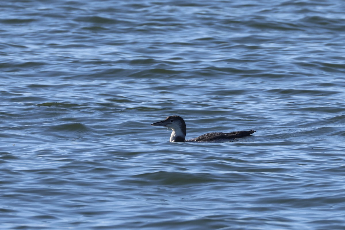 Common Loon - ML647733388