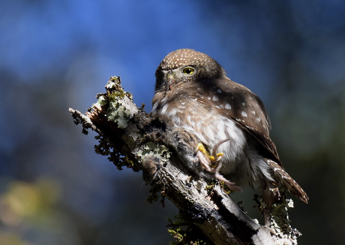 Northern Pygmy-Owl - ML647733390