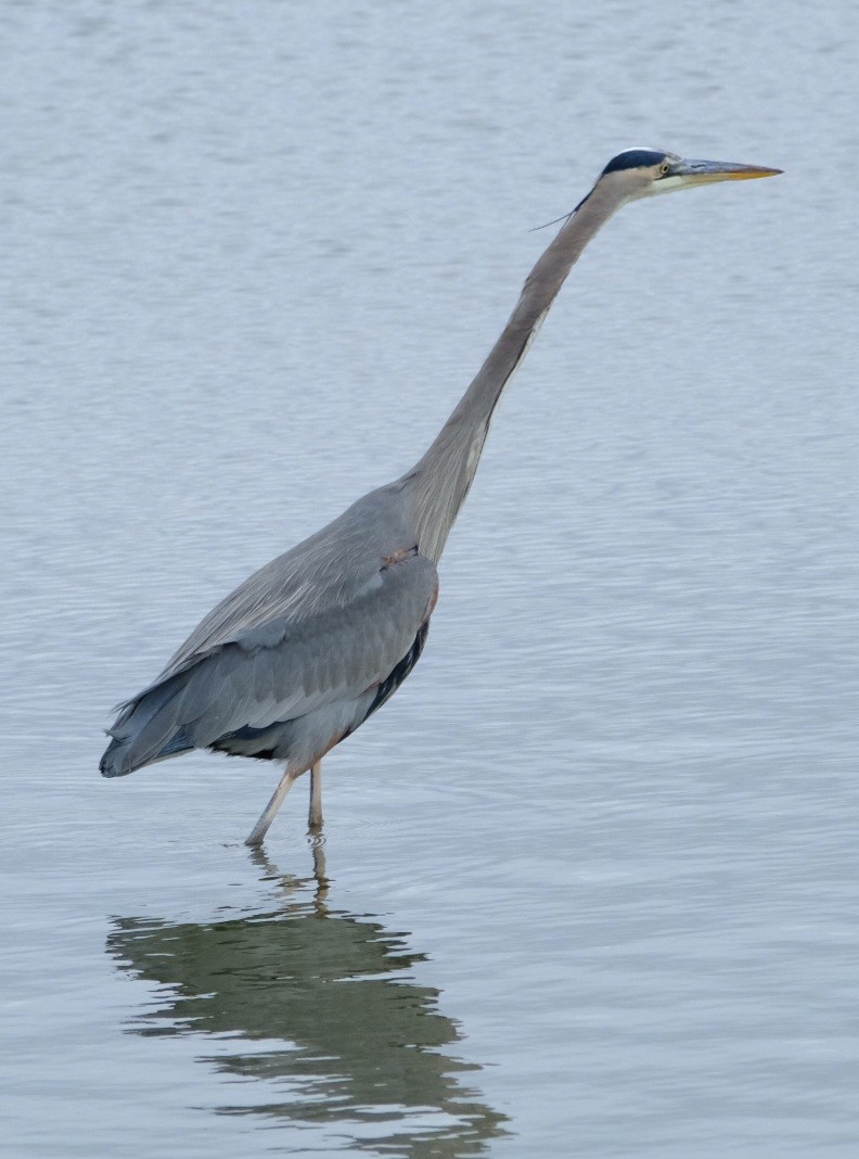 Great Blue Heron - ML647733391