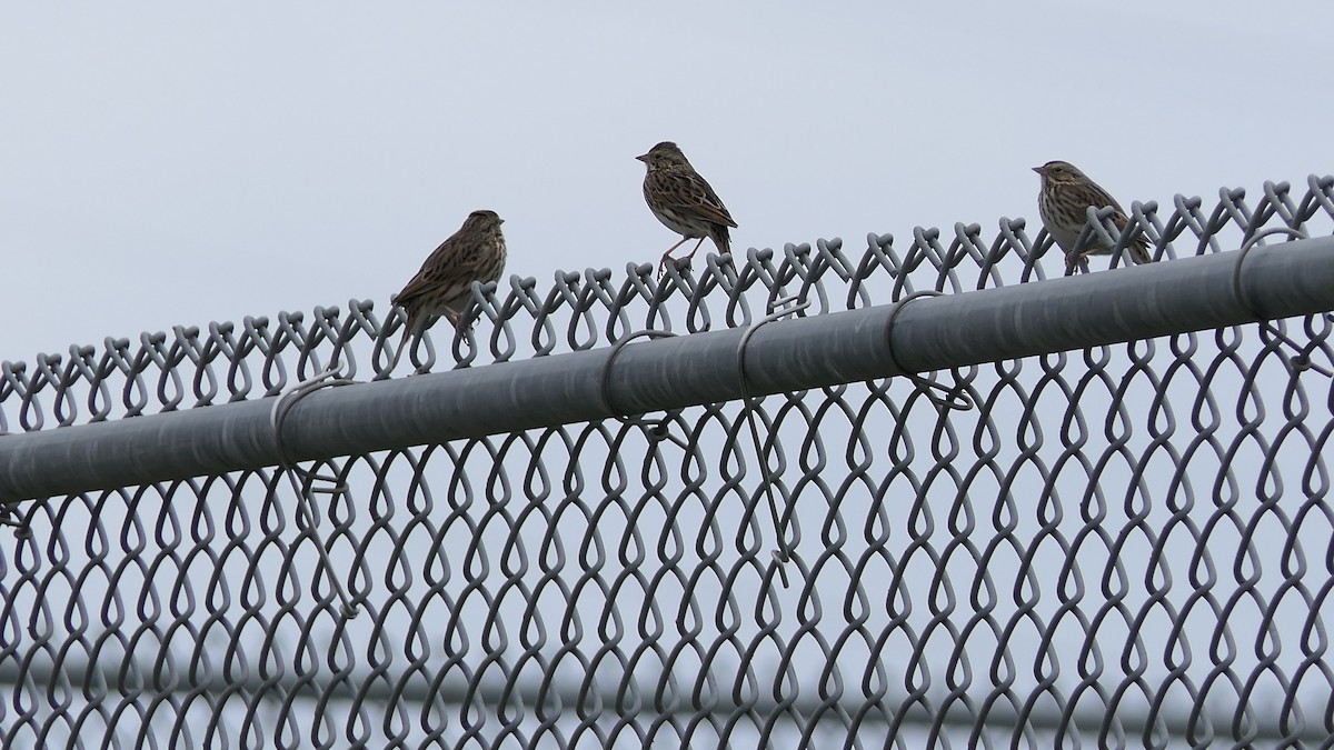 Savannah Sparrow - ML647733392