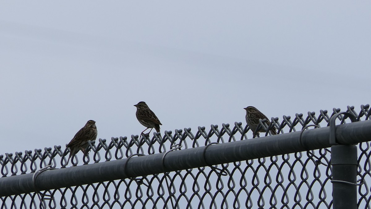 Savannah Sparrow - ML647733393