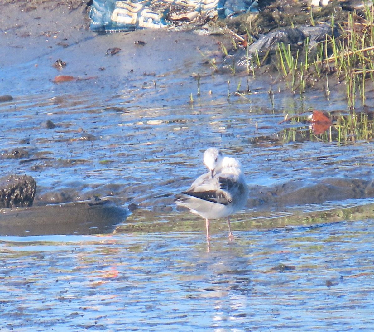 Bonaparte's Gull - ML647733394