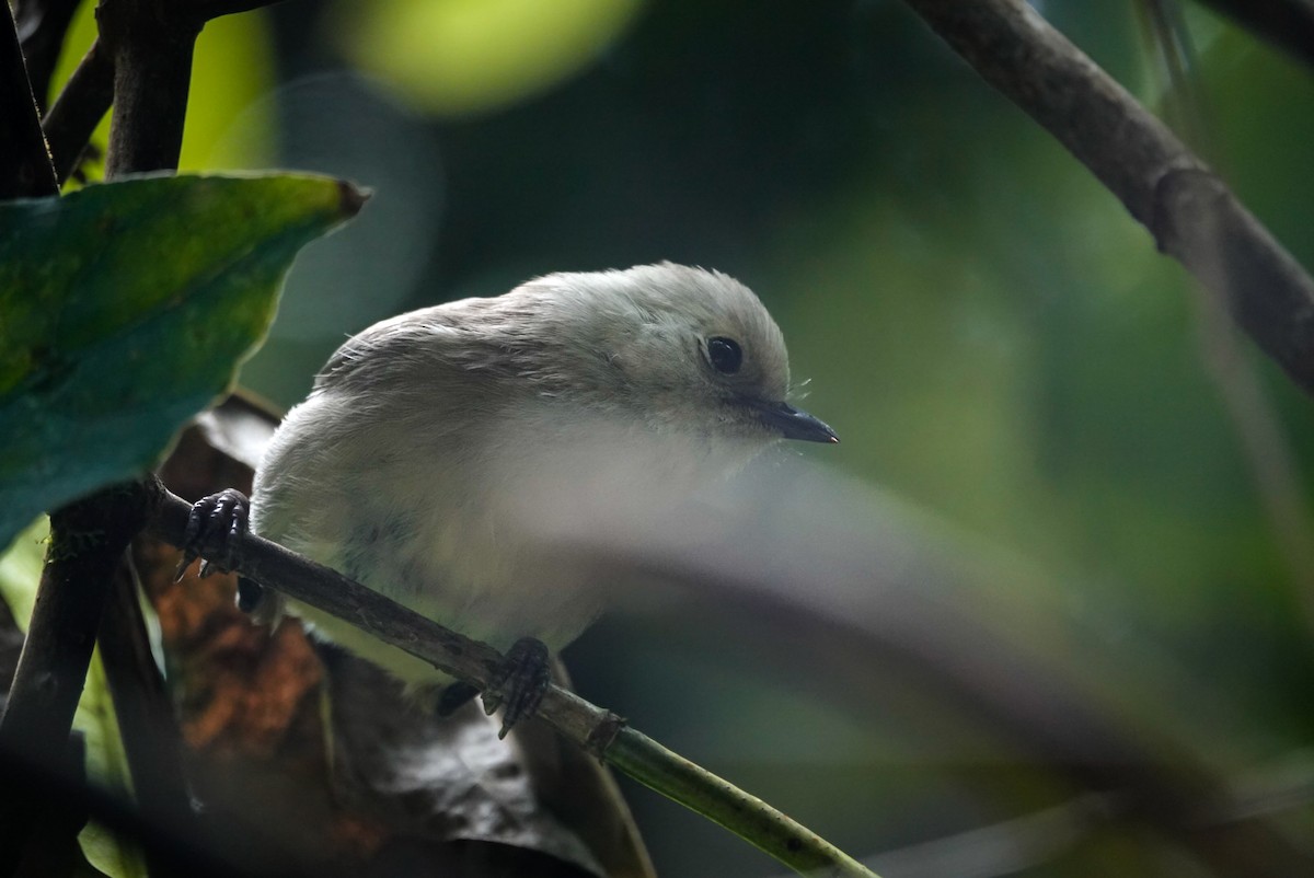 Whitehead - ML647733395