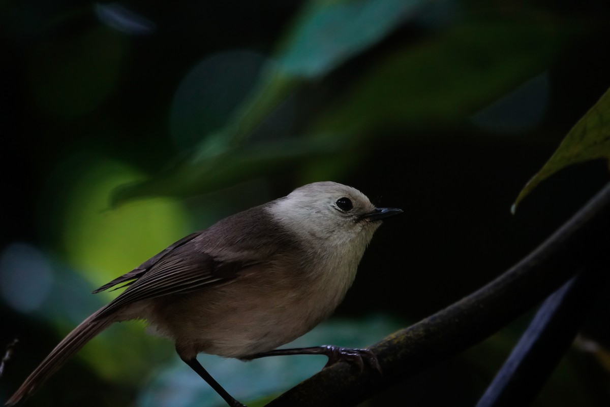 Whitehead - ML647733399