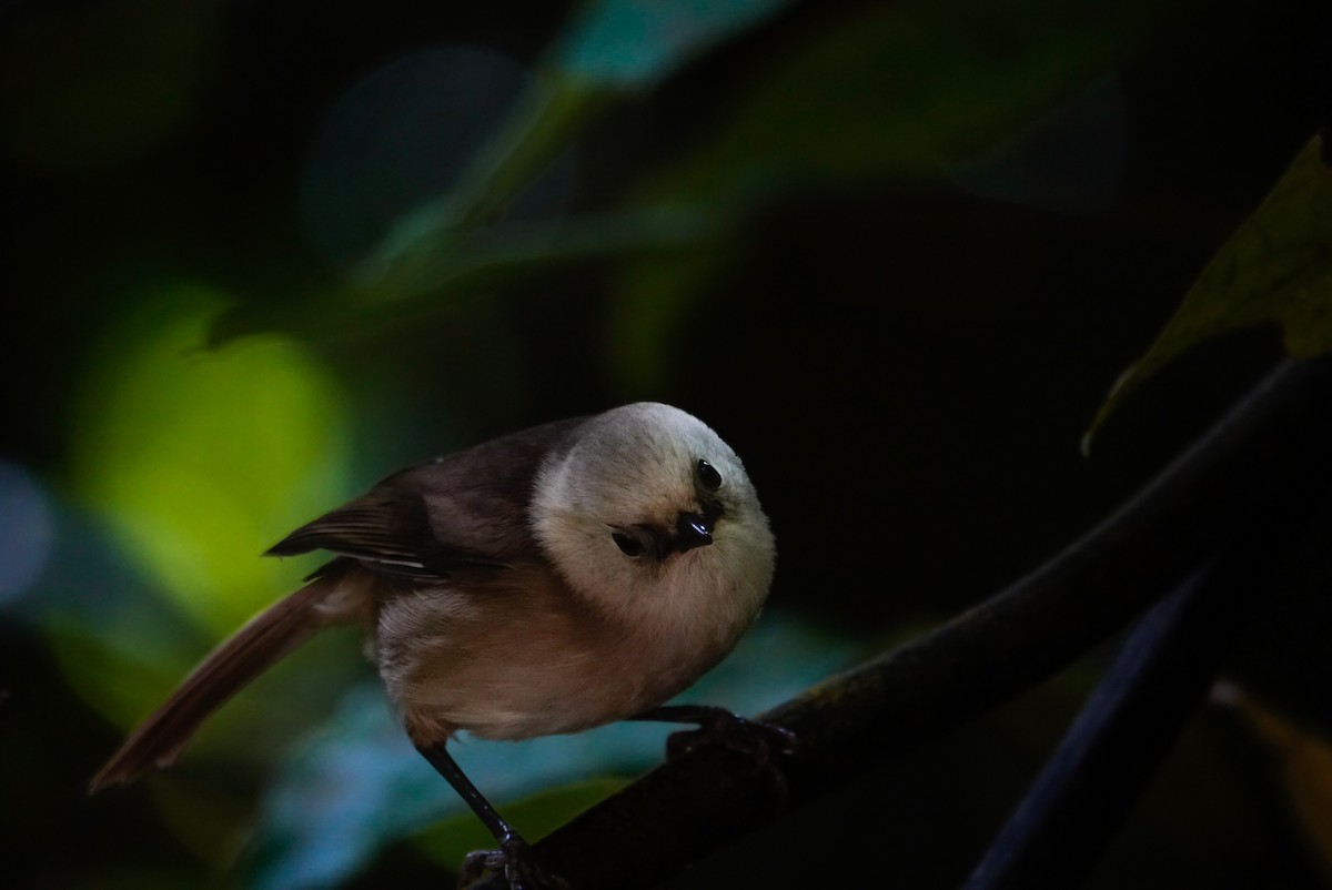 Whitehead - ML647733401