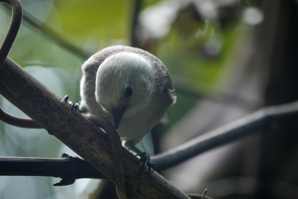 Whitehead - ML647733402