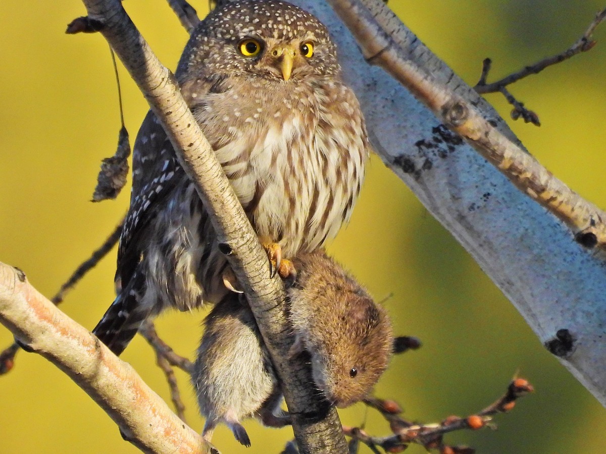 Northern Pygmy-Owl - ML647733410