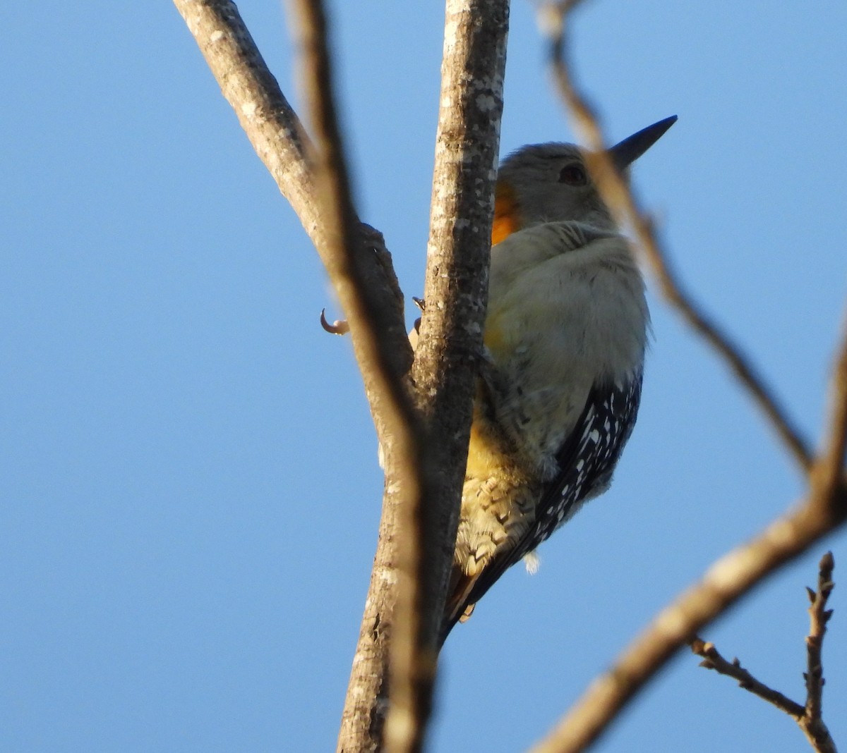 Golden-fronted Woodpecker - ML647733412