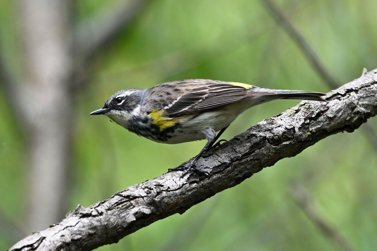 Yellow-rumped Warbler - ML647733413