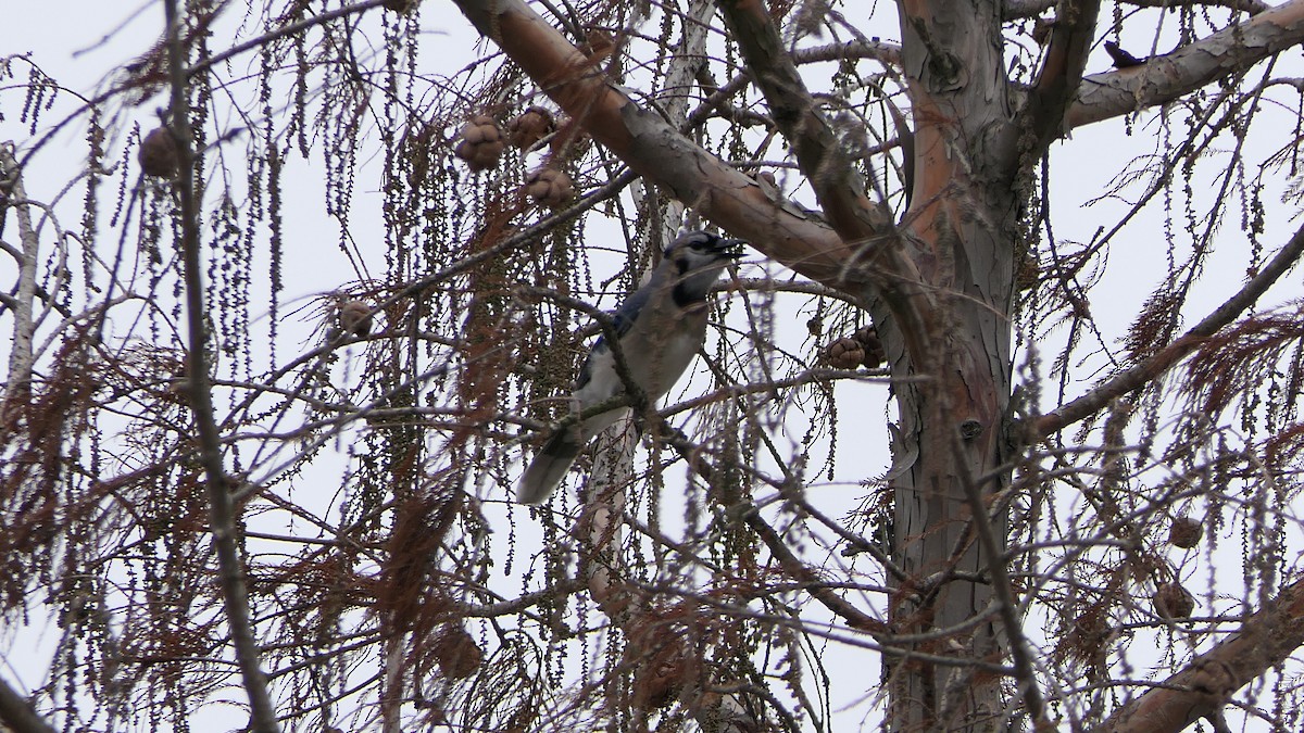 Blue Jay - ML647733414