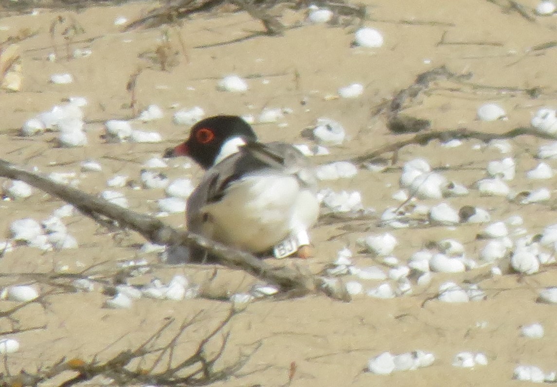 Hooded Plover - ML647733417