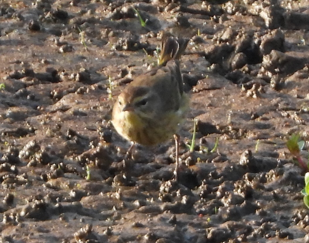 Palm Warbler - ML647733418