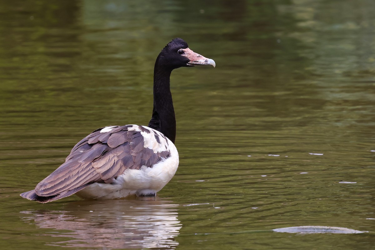 Magpie Goose - ML647733420