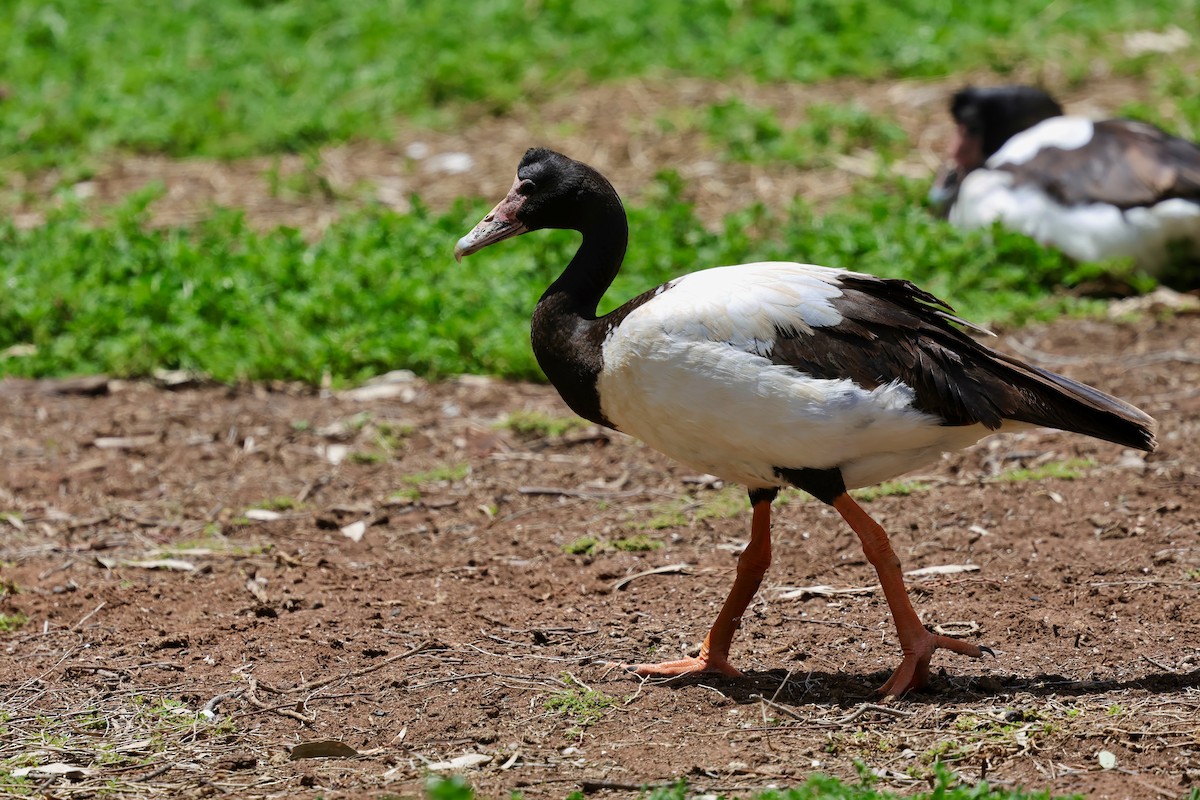 Magpie Goose - ML647733421