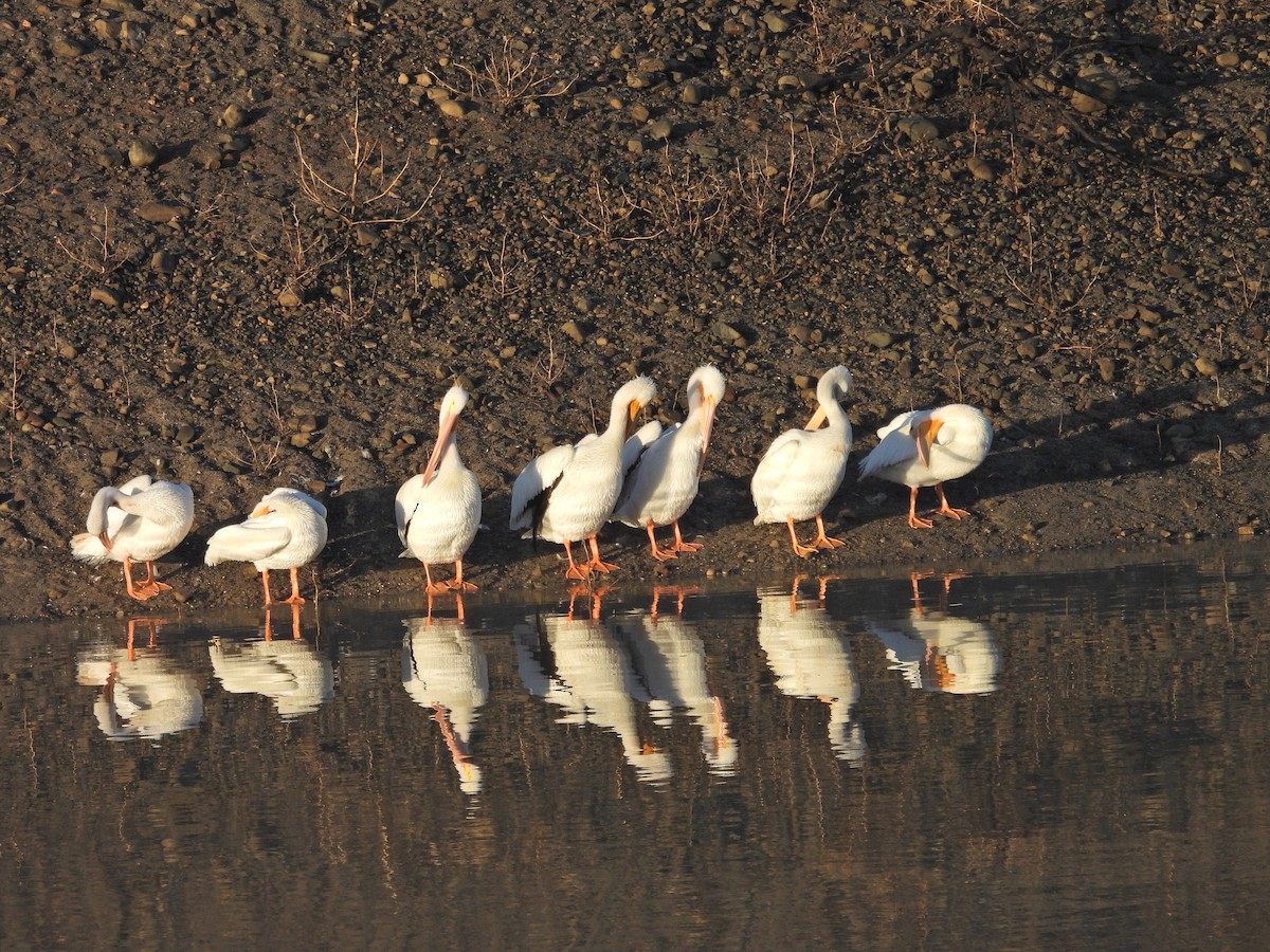 American White Pelican - ML647733422