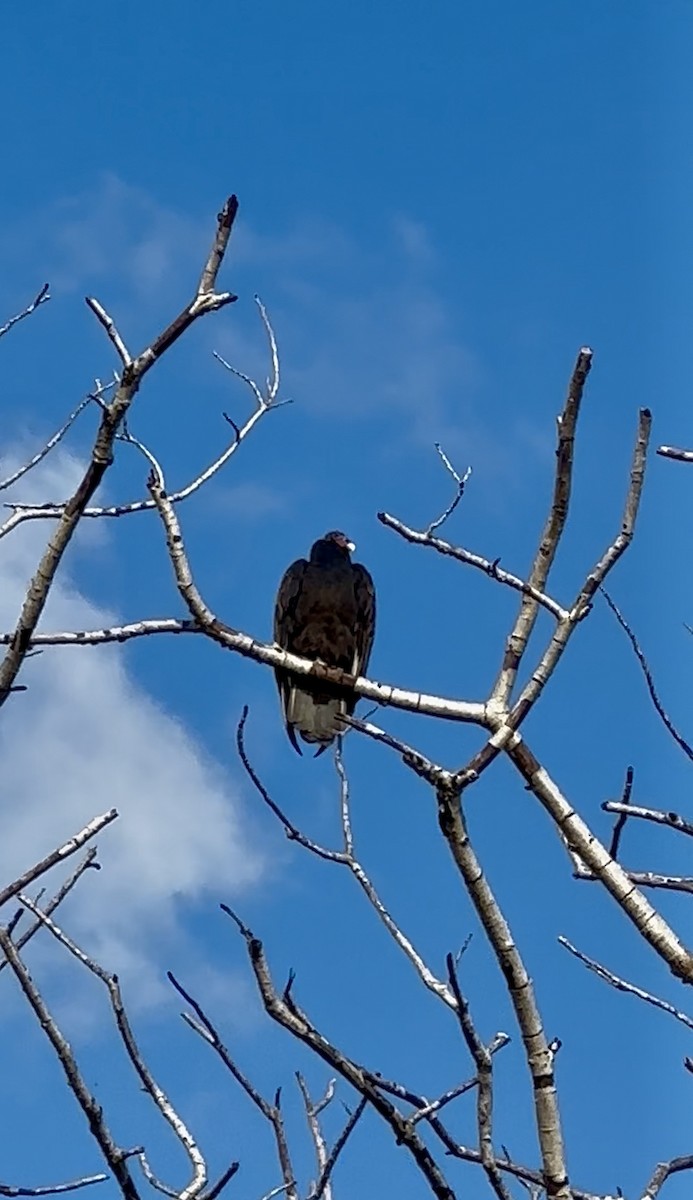Turkey Vulture - ML647733423