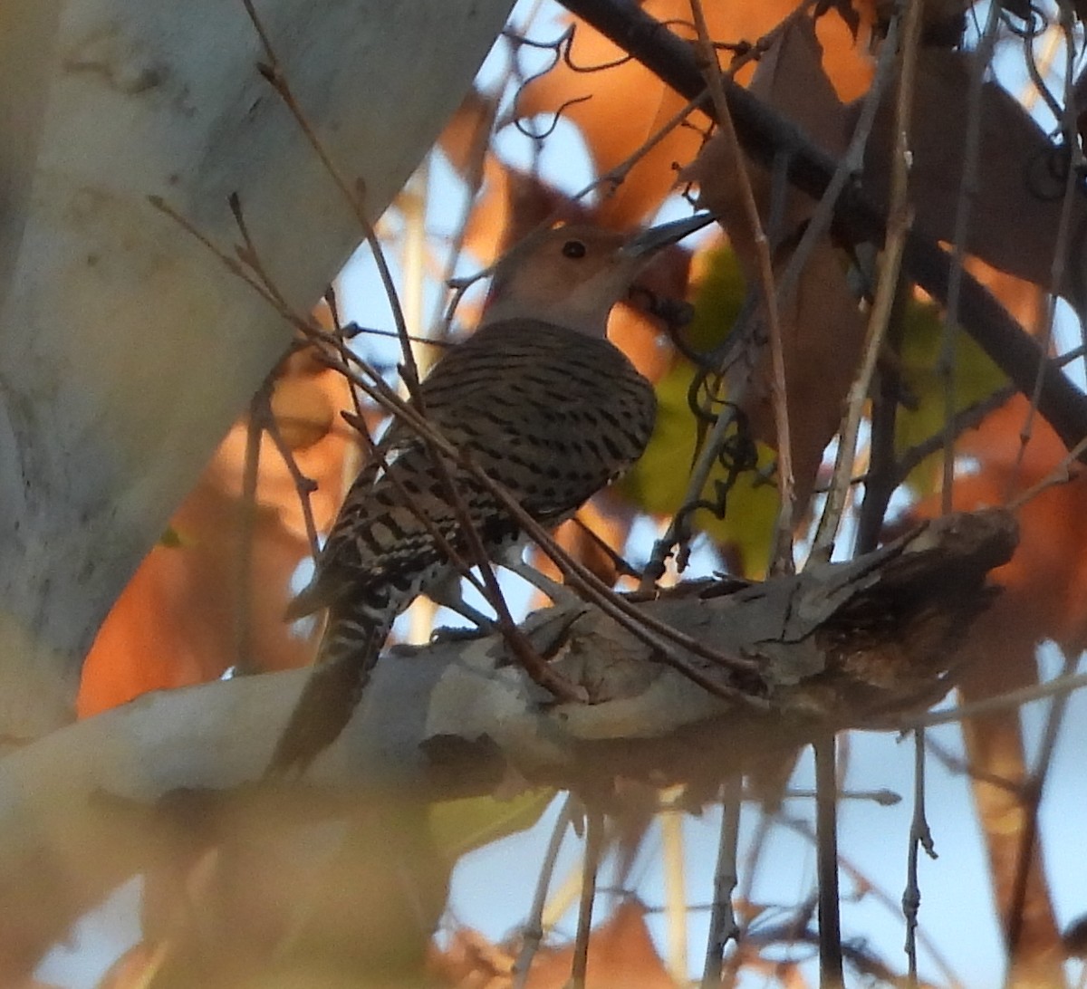 Northern Flicker - ML647733426