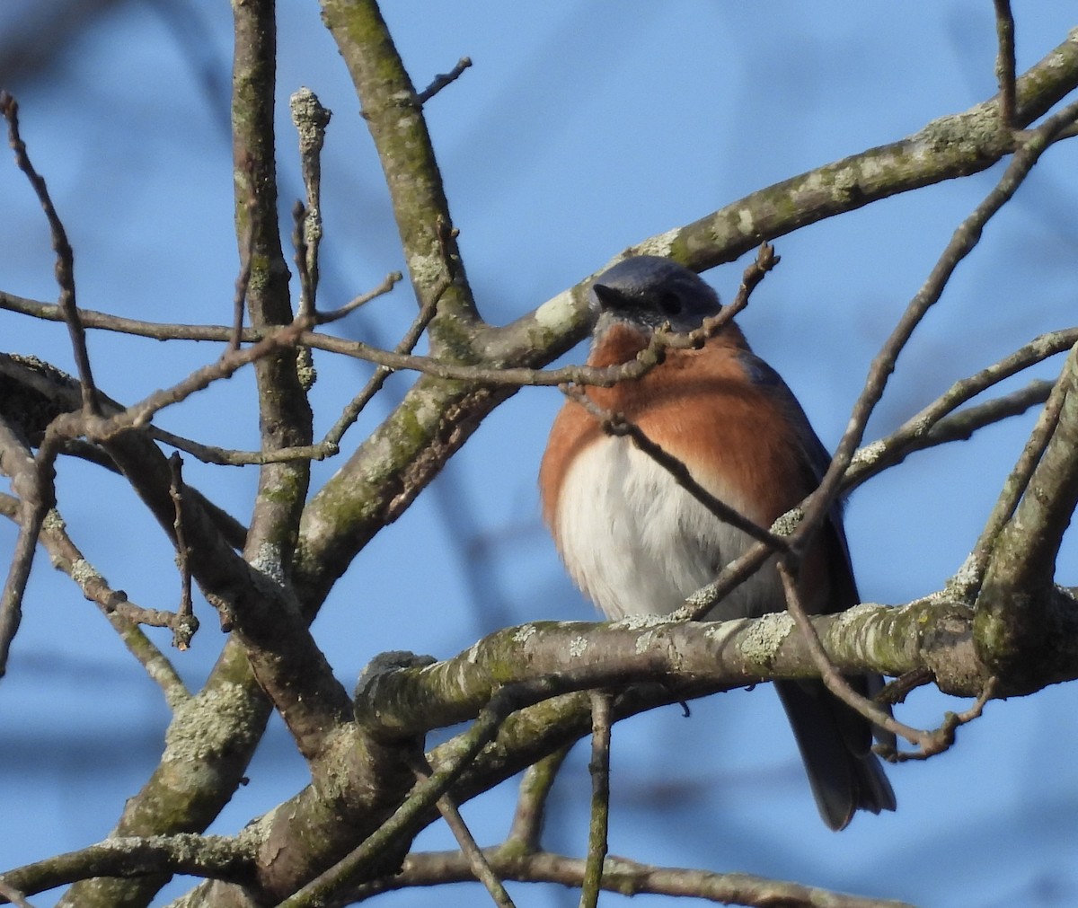Eastern Bluebird - ML647733427