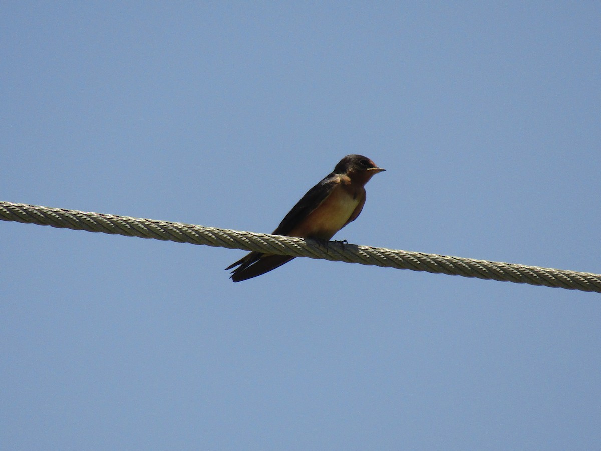 Barn Swallow - ML647733432
