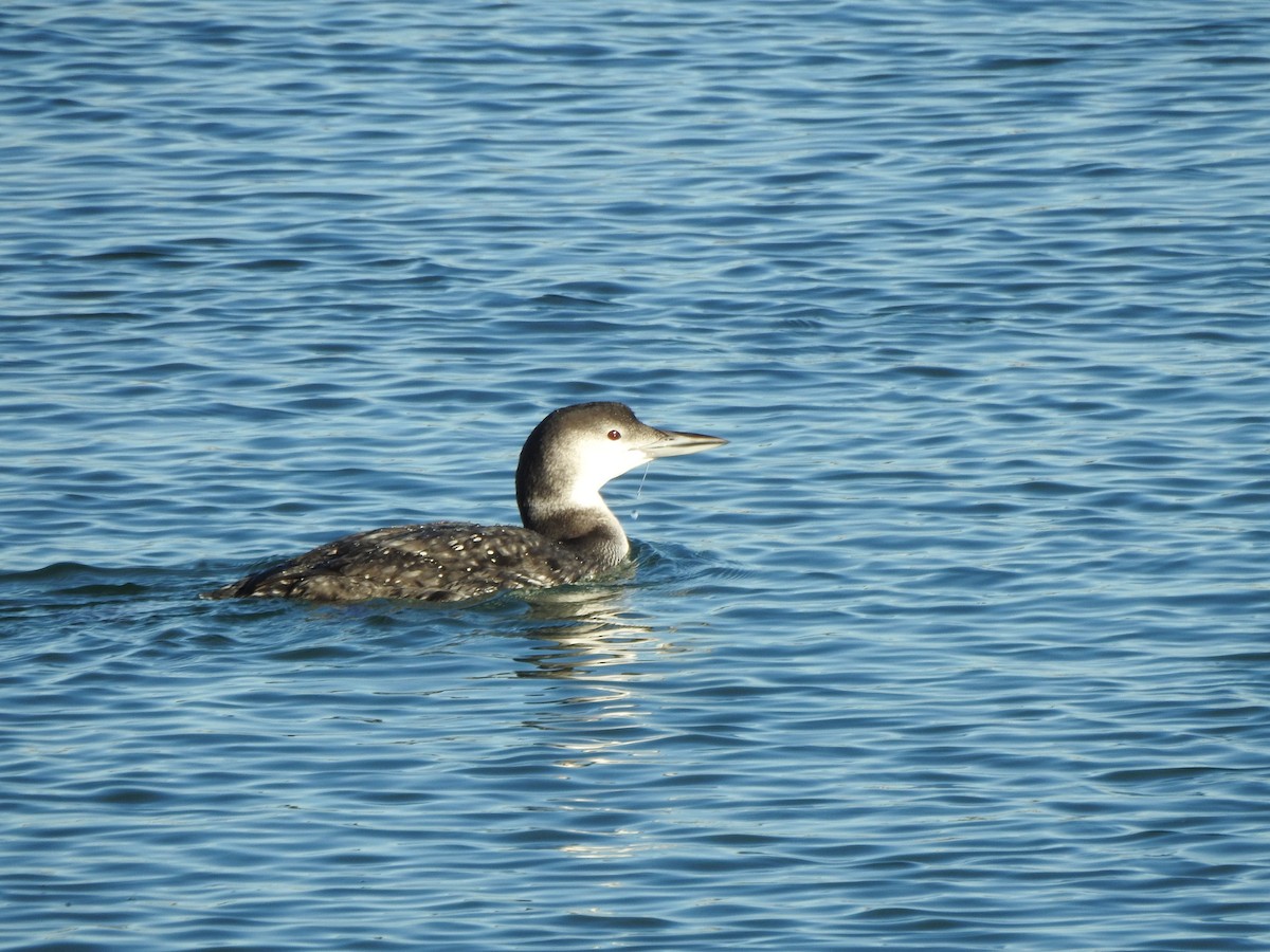 Common Loon - ML647733433