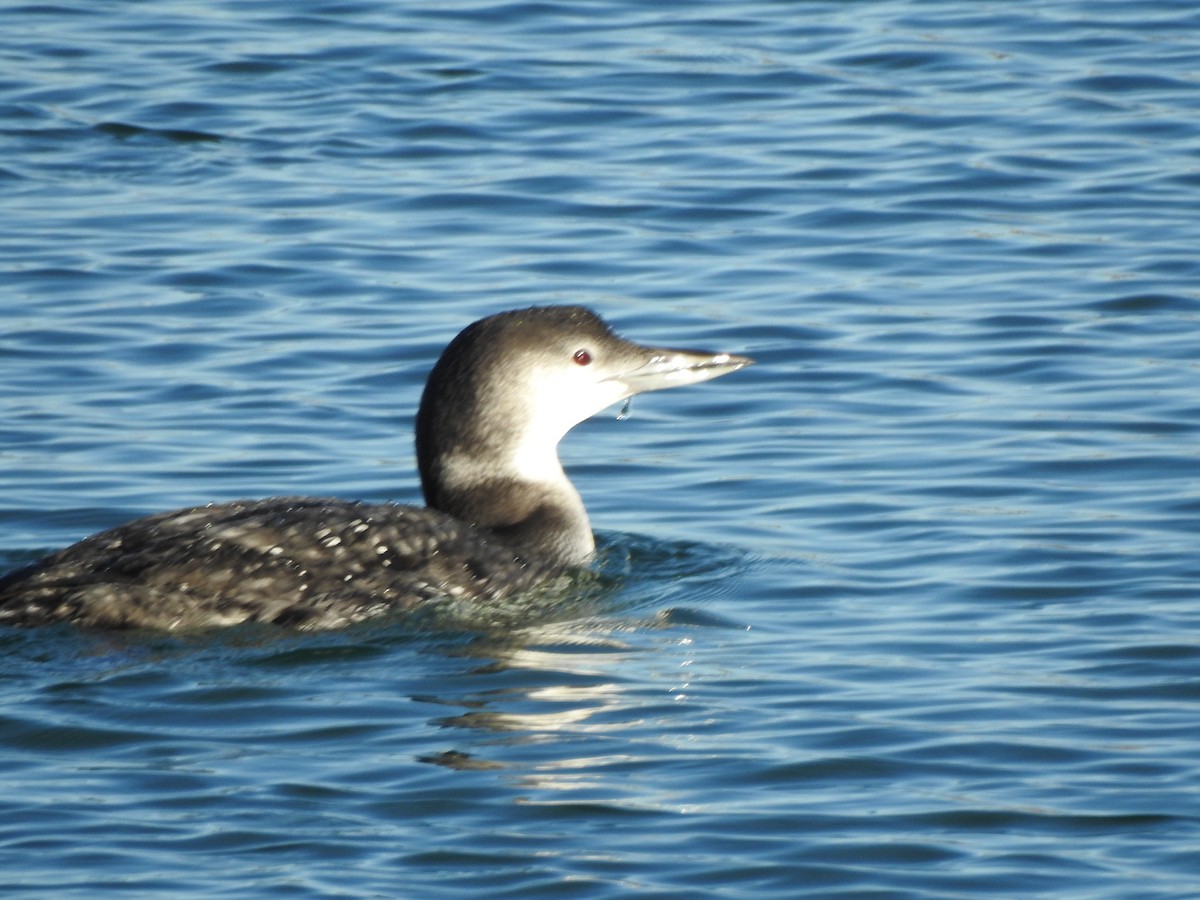 Common Loon - ML647733434