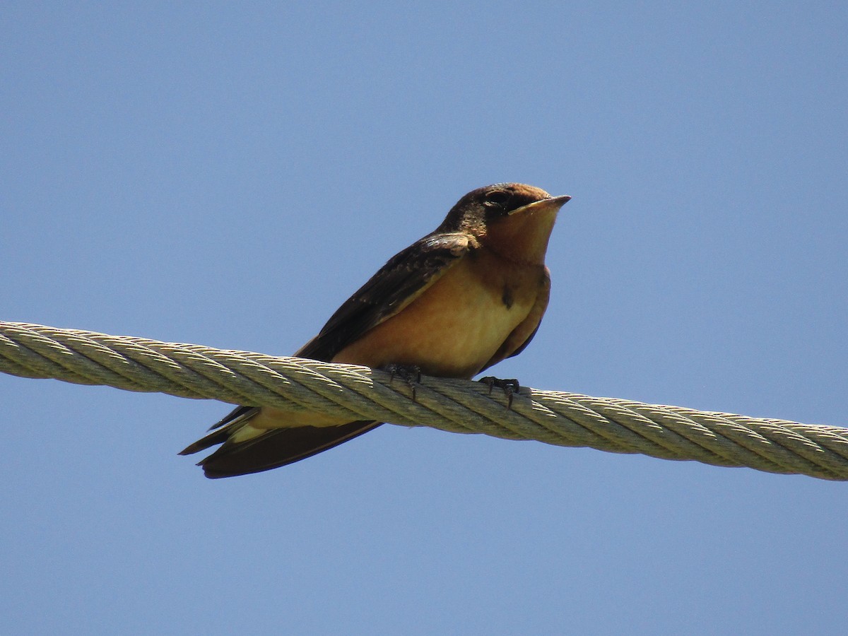 Ластівка сільська - ML647733437