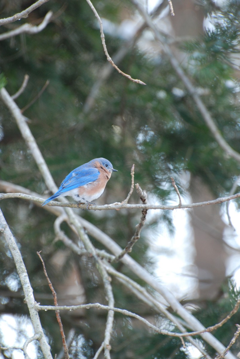 Azulejo Oriental - ML647733439