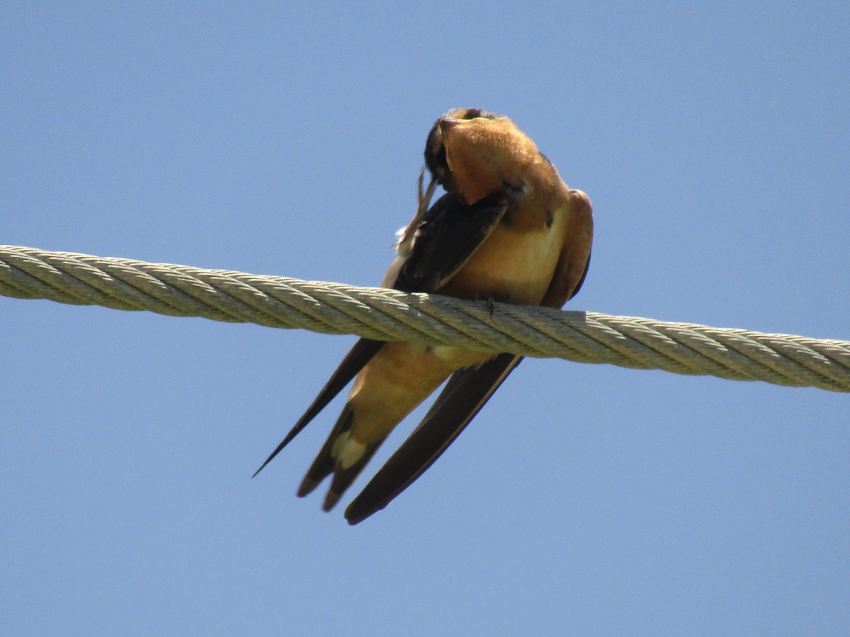 Ластівка сільська - ML647733441