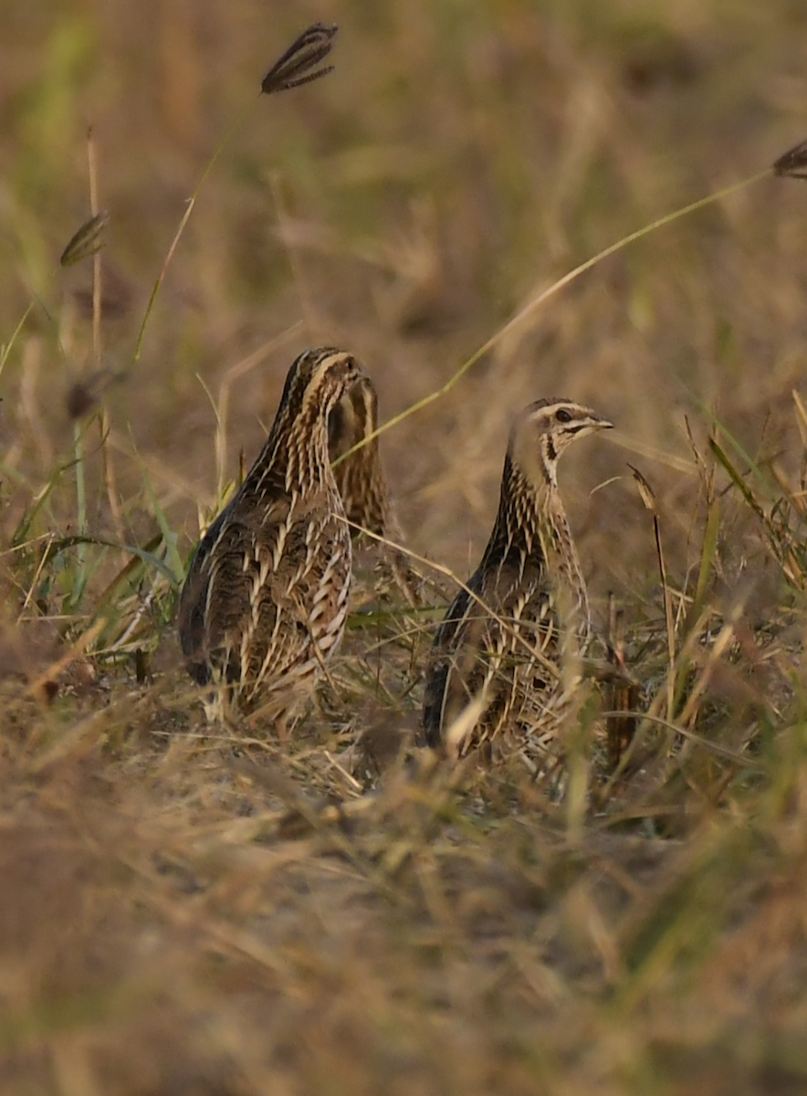 Bıldırcın - ML647733442