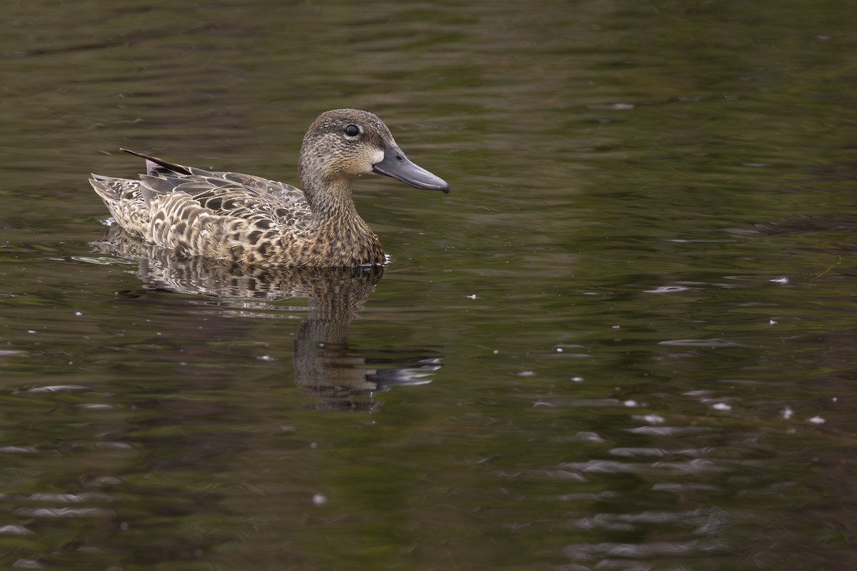 Blue-winged Teal - ML647733458