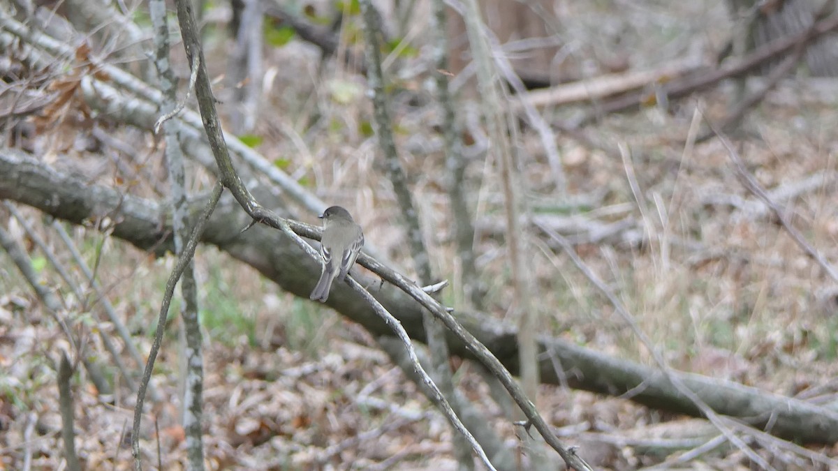 Eastern Phoebe - ML647733467