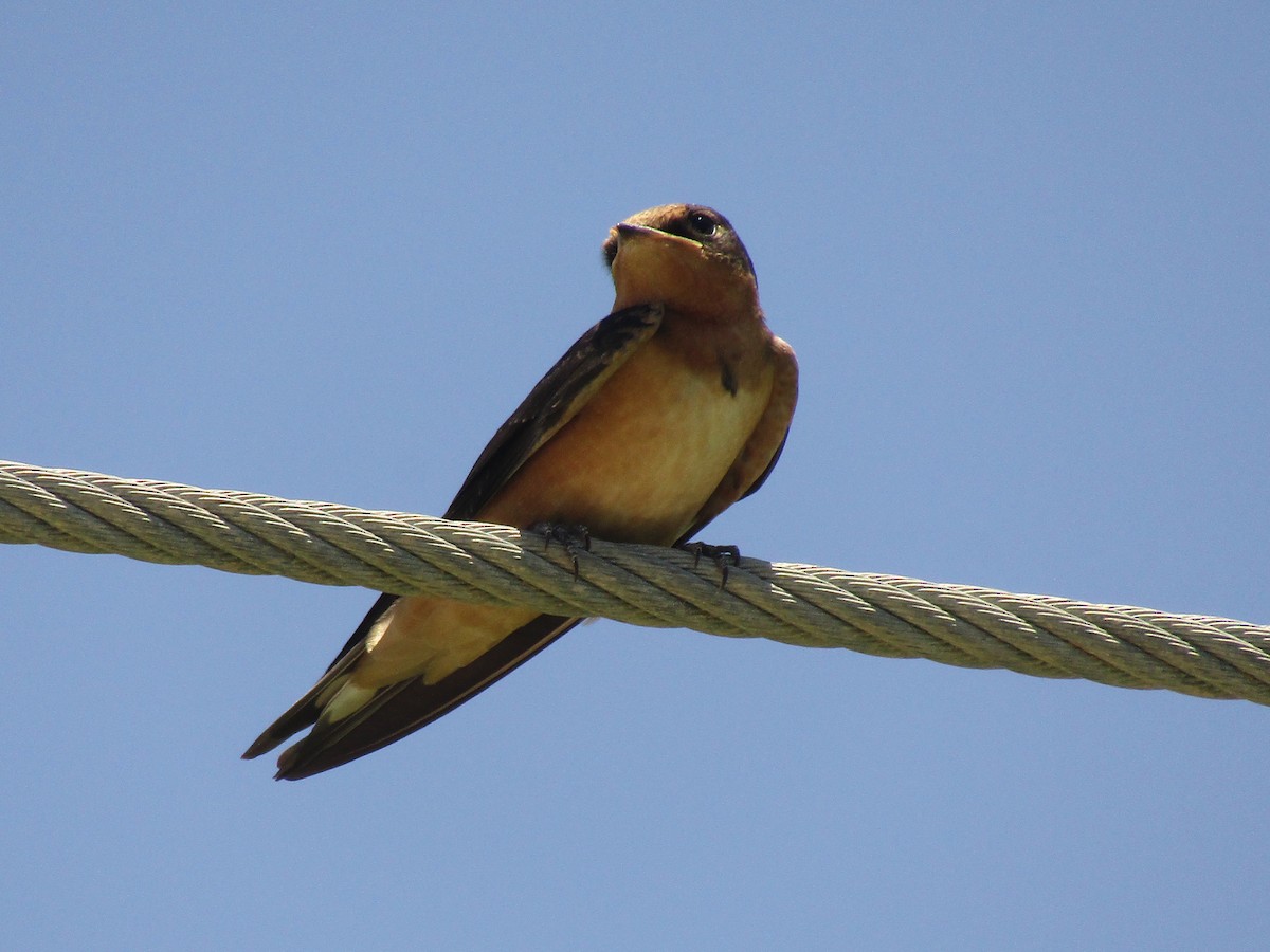 Ластівка сільська - ML647733473