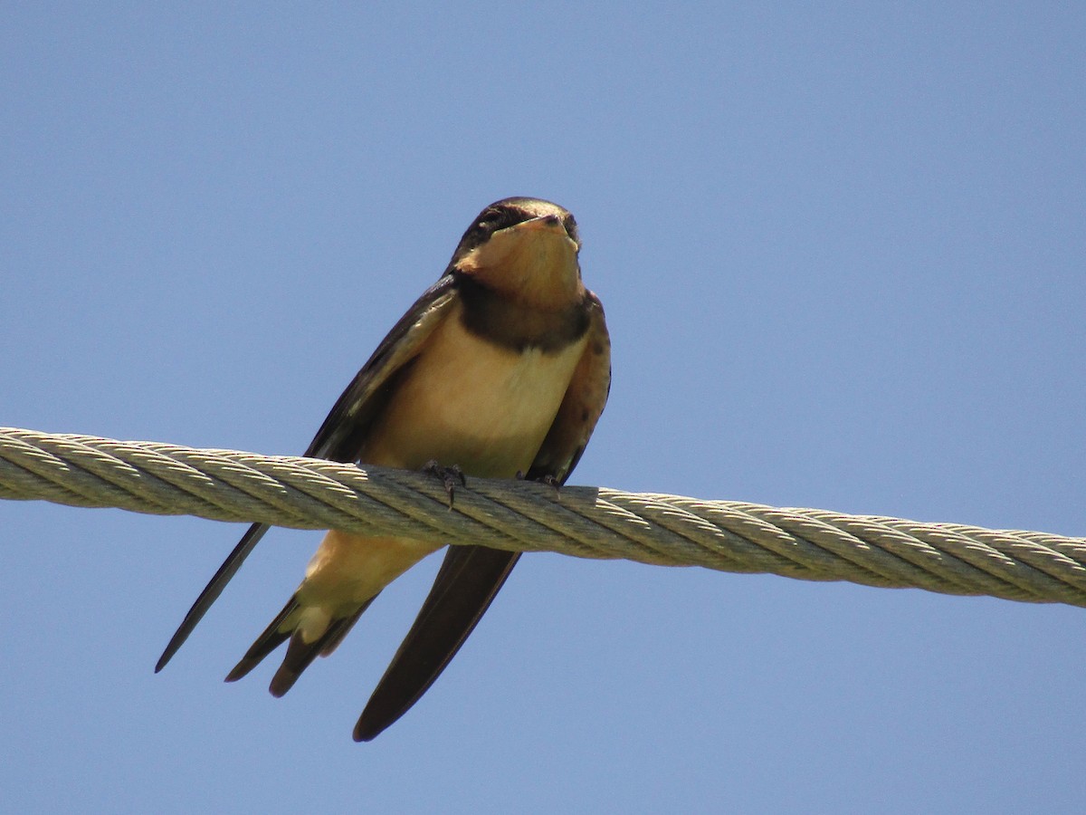 Ластівка сільська - ML647733475