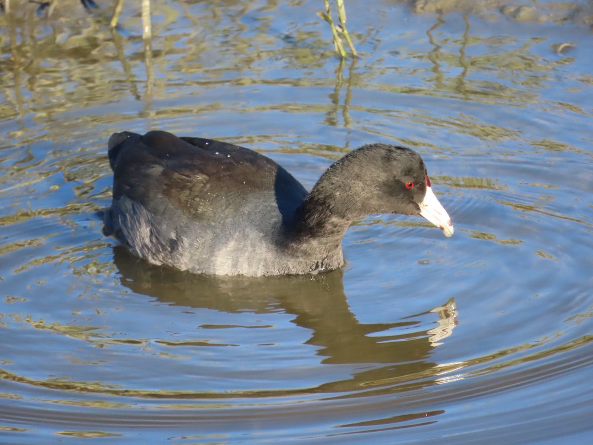 Foulque d'Amérique - ML647733476
